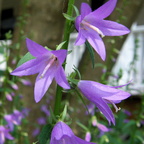 Creeping Bellflower