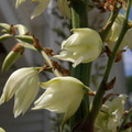 Yucca