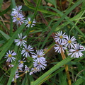 Asters