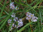 Asters