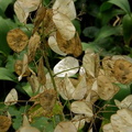 Silver Dollar Plant