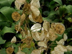 Silver Dollar Plant