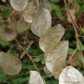 Silver Dollar Leaves
