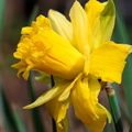 Daffodil