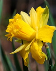 Daffodil
