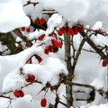 White Over Red