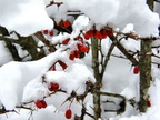 White Over Red