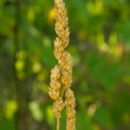 Seeds