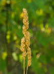 Seeds