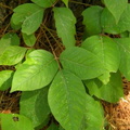 Poison Ivy