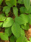 Poison Ivy