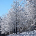 After an Ice Storm