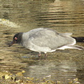 Galapagos Lava Gull