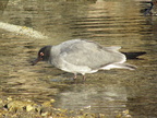 Galapagos Lava Gull