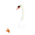Swan in Snow