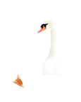 Swan in Snow