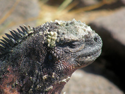 normal_P6100341adjusted.JPG
