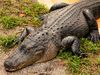 Florida Welcomer