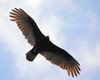 Turkey Vulture