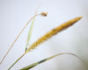 Seed Heads